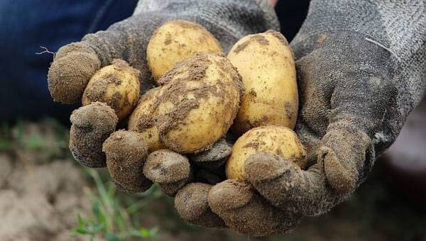 Potato Crisis in Russia
