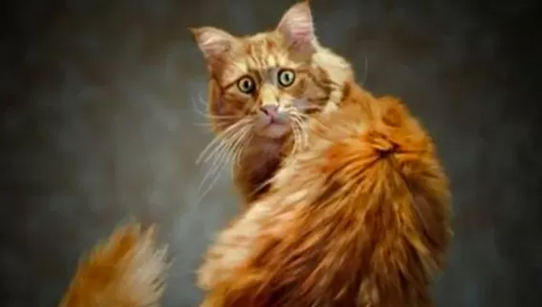 “Provocation and Nonsense:” the State Duma Comments on the Idea of Imposing Tax on Cats and Dogs