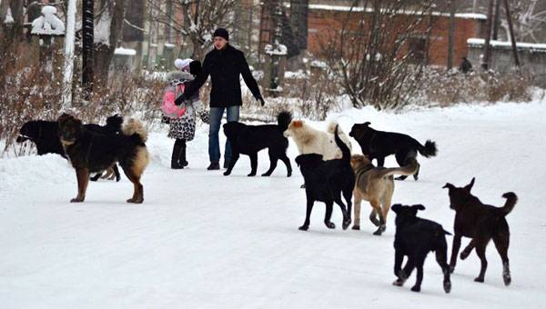 Stray Dogs Issue 