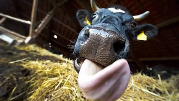 Krasnoyarsk Territory Farmers’ Gains and Losses in “Pandemic Year”