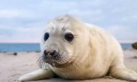2,500 Dead Seals are Found on Caspian Sea Coast in Dagestan