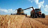 Deteriorating Grain Quality may Reduce its Export Volumes 
