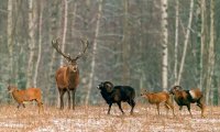 Duma Passes Bill Permitting Hunting in Enclosures