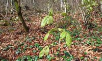 More Than 17,000 European Black Alder Seedlings are Planted at Rosa Khutor