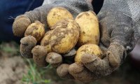 Potato Crisis in Russia