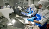 Russian Fish Processing Factories  May be Have Shortage of Fish Raw