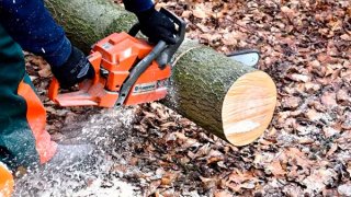 Lake Baikal Area Under Sway of Illegal Loggers